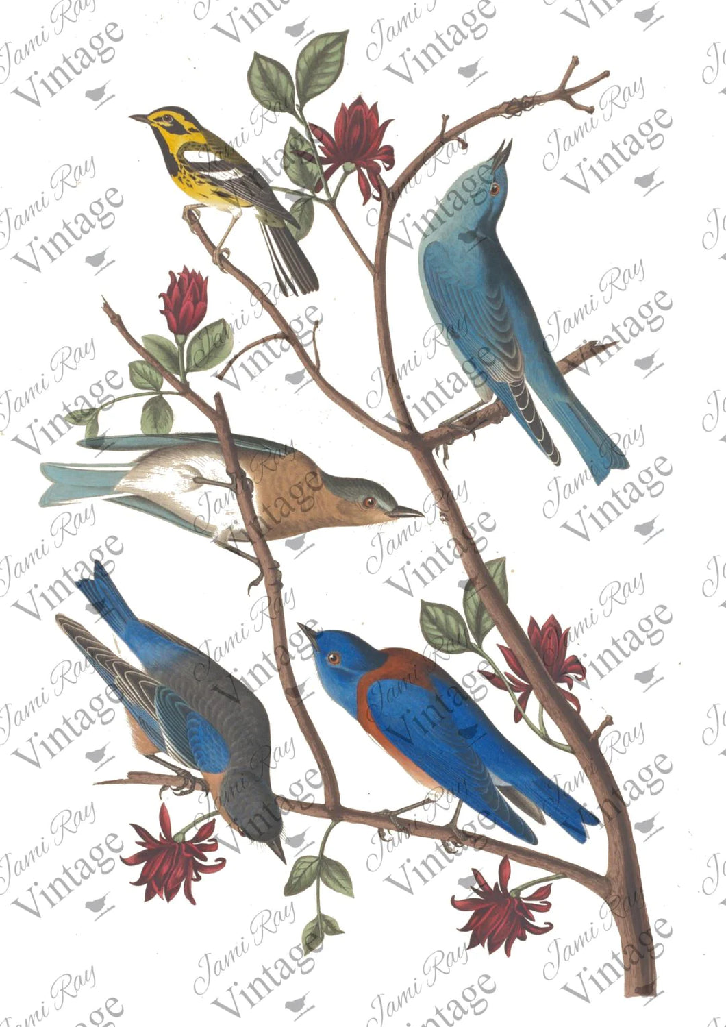 JRV Rice Paper - Bluebird | 4A – Life Style of a DIYer