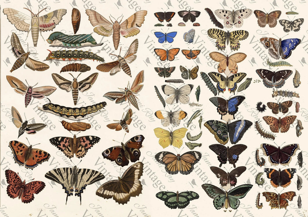 JRV Rice Paper  -  Scientific Butterfly | 4A