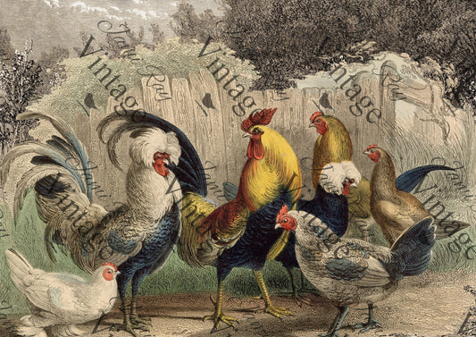 JRV Rice Paper  -  Poulette, Poulet ? | 4A