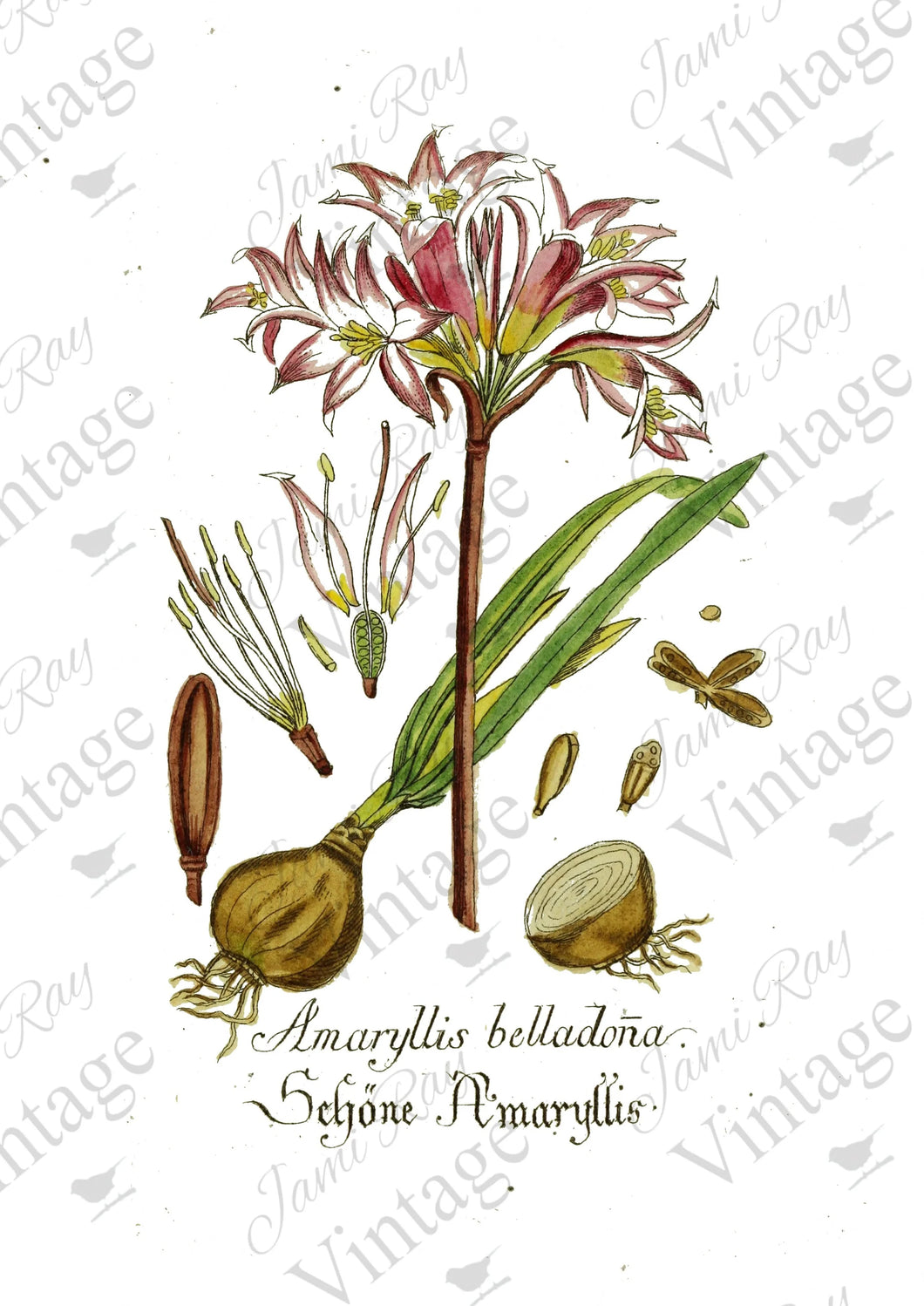 JRV Rice Paper  -  Amaryllis Flower | 4A