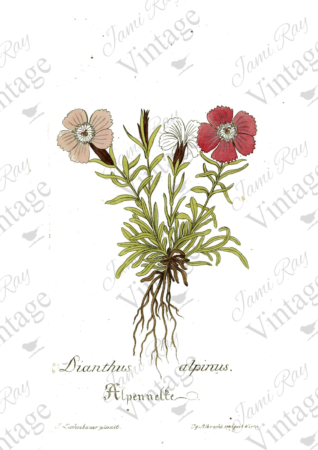 JRV Rice Paper  -  Dianthus Flower | 4A
