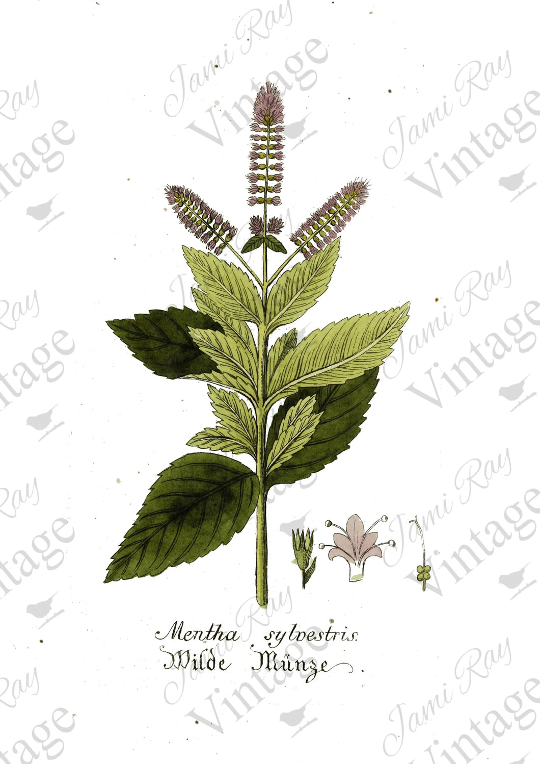 JRV Rice Paper  -  Mentha Flower | 4A