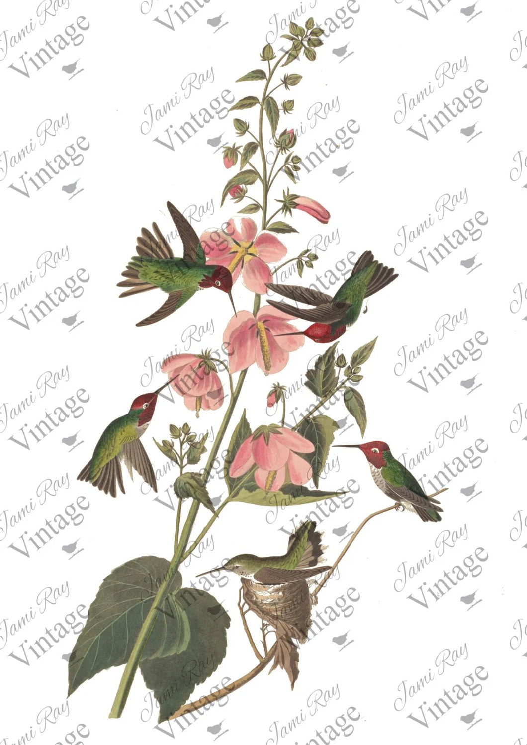 JRV Rice Paper  -  Hummingbirds | 4A