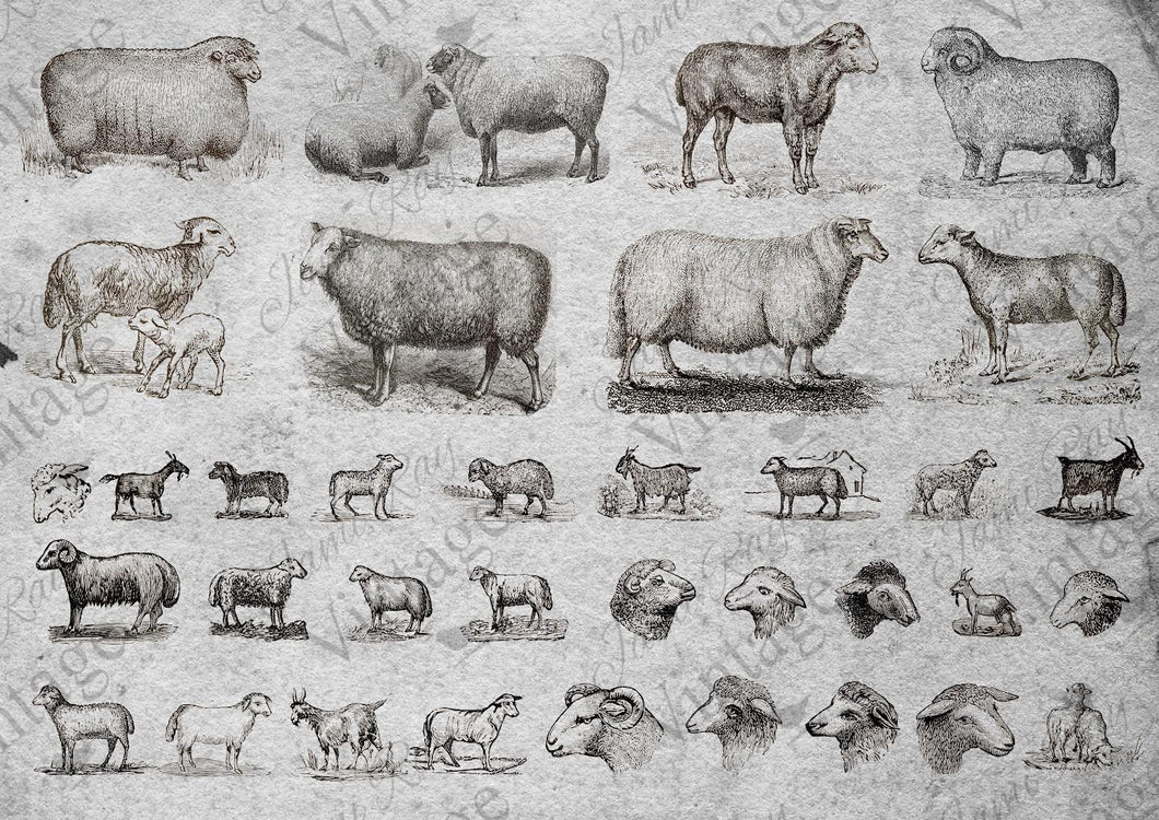 JRV Rice Paper  -  Sheep | 4A
