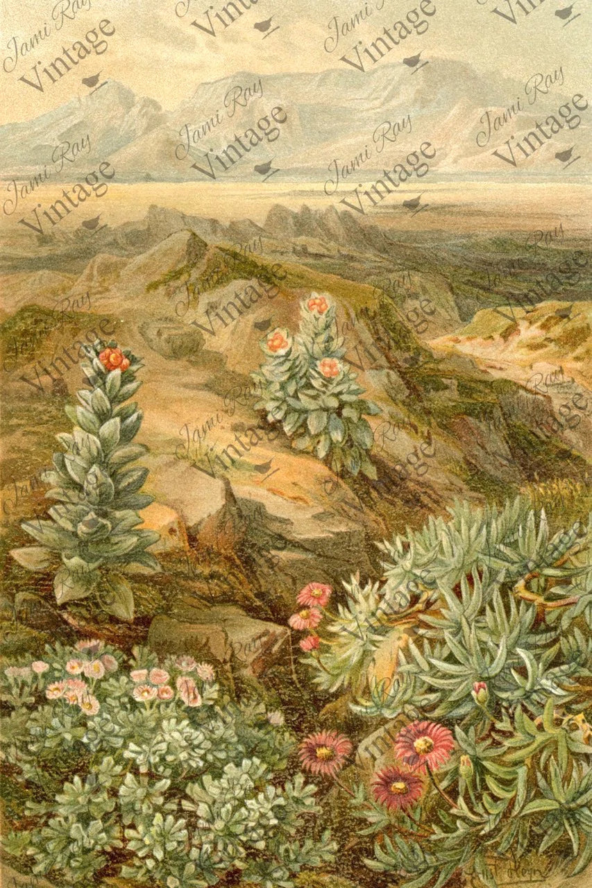 Decoupage Paper Desert Succulent