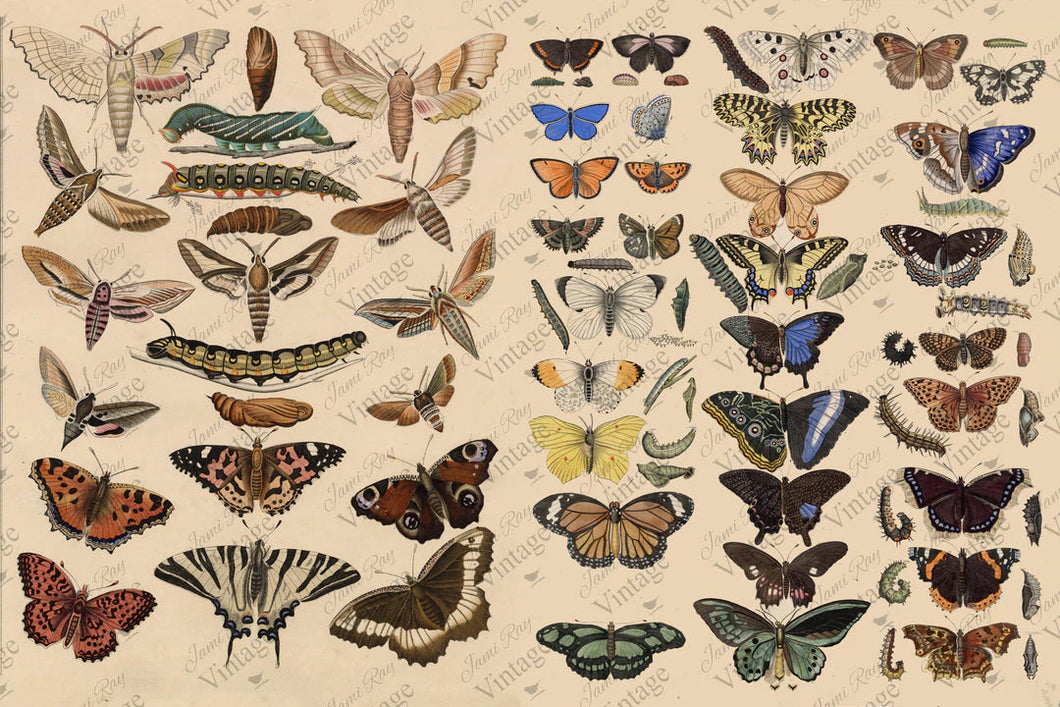 Decoupage Paper Scientific Butterfly